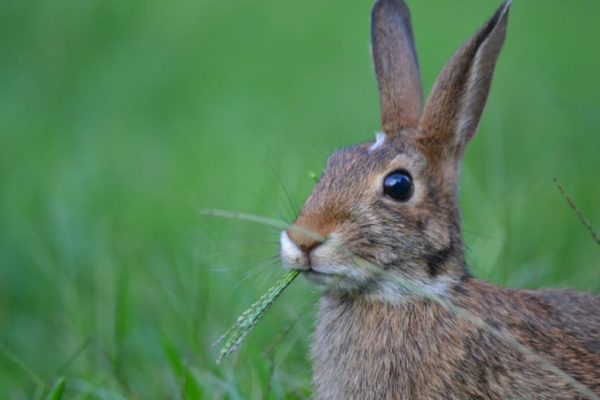 Rabbit Hiding in Deep Grass - Business & Legal Consulting, Nashville TN